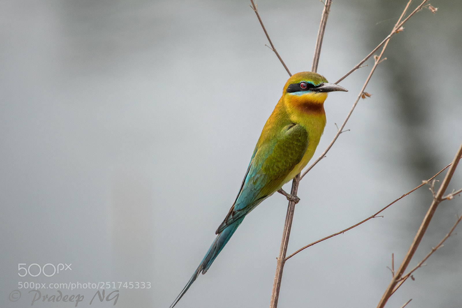 Nikon D3300 sample photo. Blue tailed bee-eater photography
