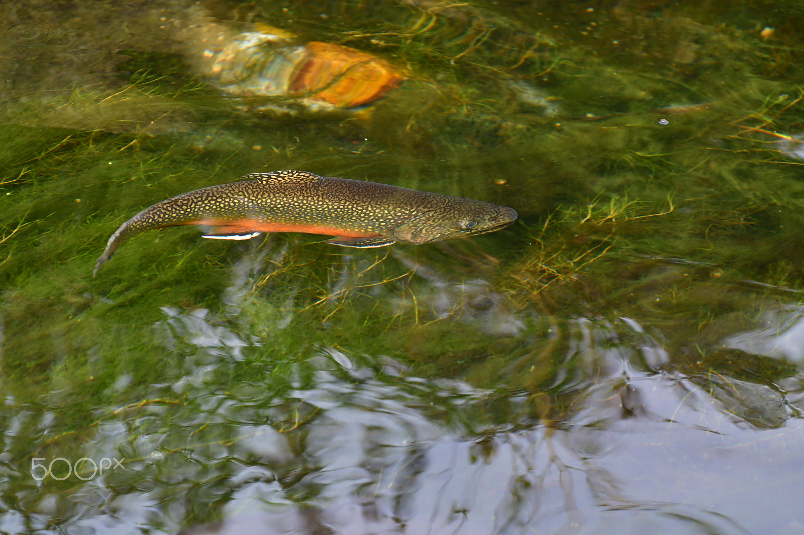 Nikon D7500 sample photo. Male brook trout photography