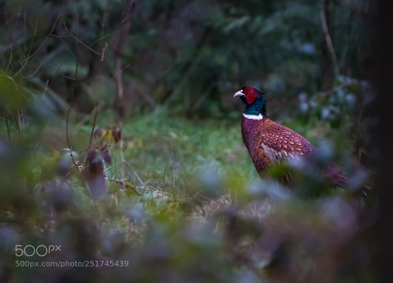 Canon EOS 80D sample photo. Pheasant photography