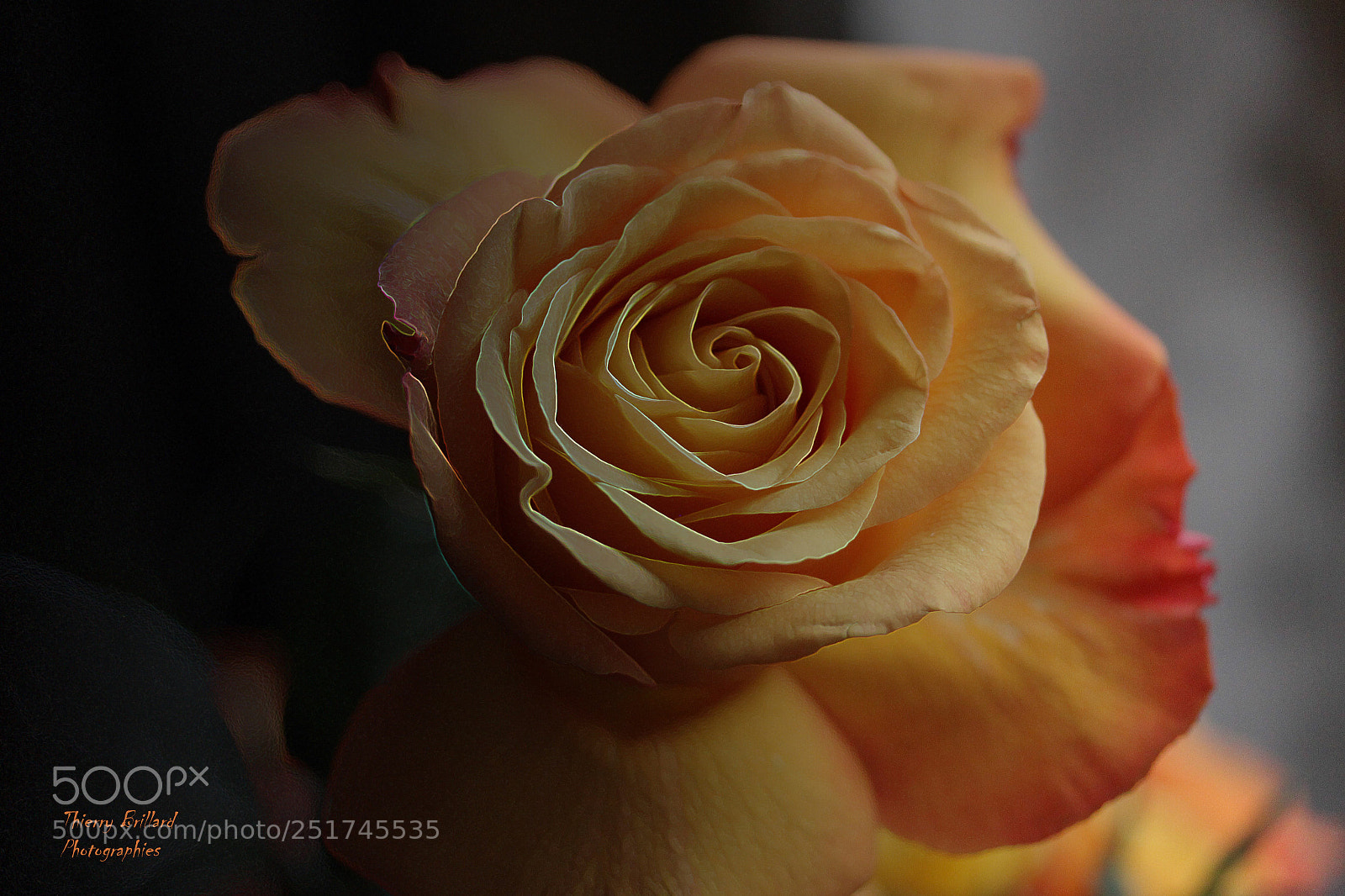 Canon EOS 600D (Rebel EOS T3i / EOS Kiss X5) sample photo. Splendeur orange photography