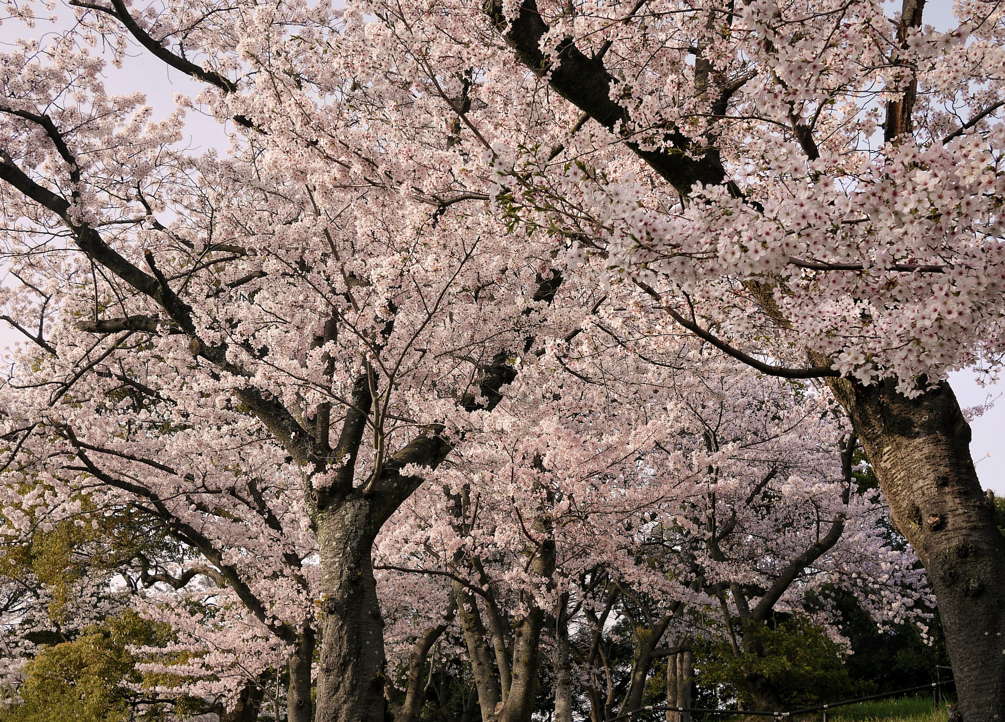 Panasonic Lumix DMC-GF1 sample photo. Cherry blossom photography