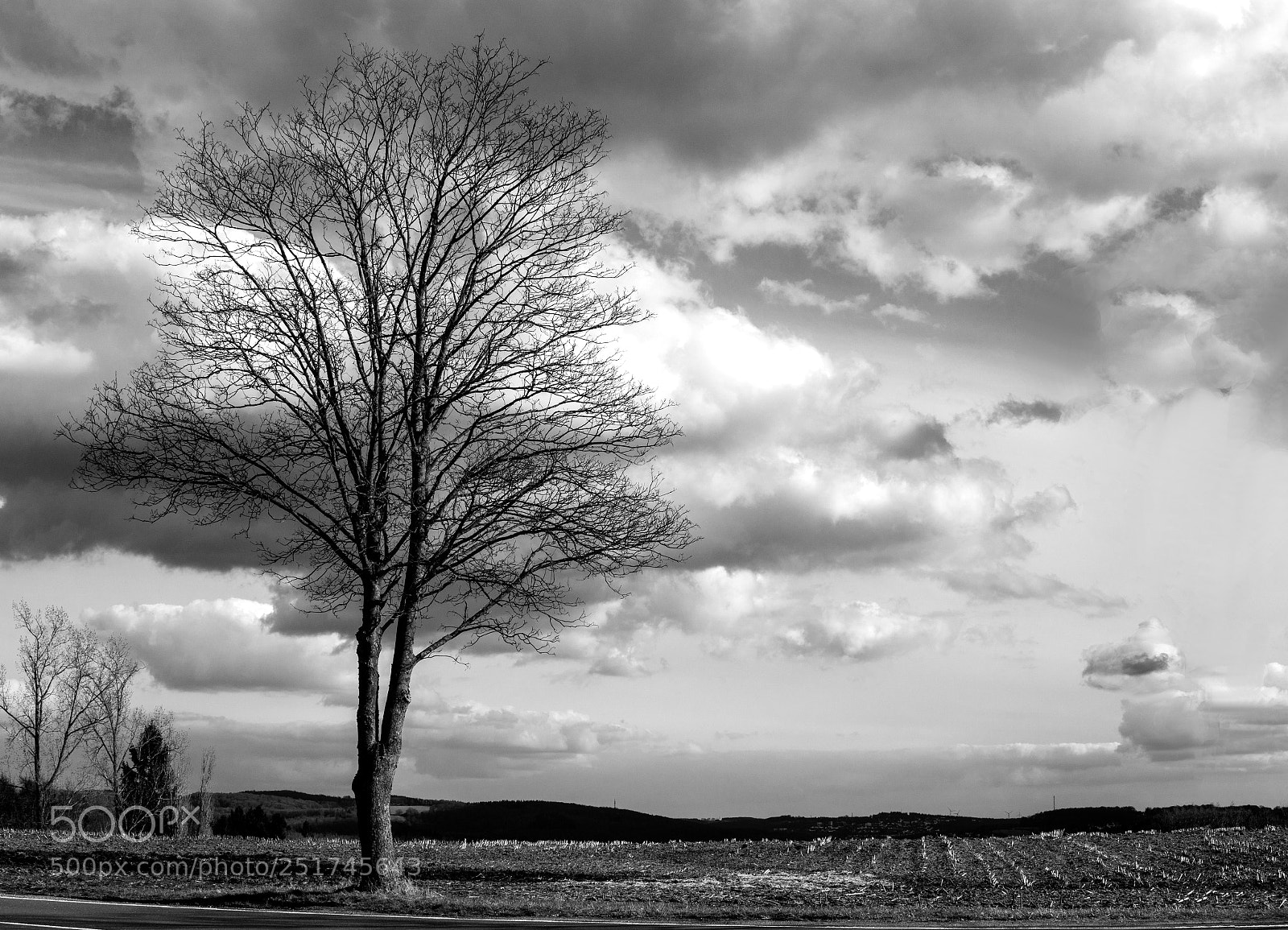 Sony a6000 sample photo. Tree photography