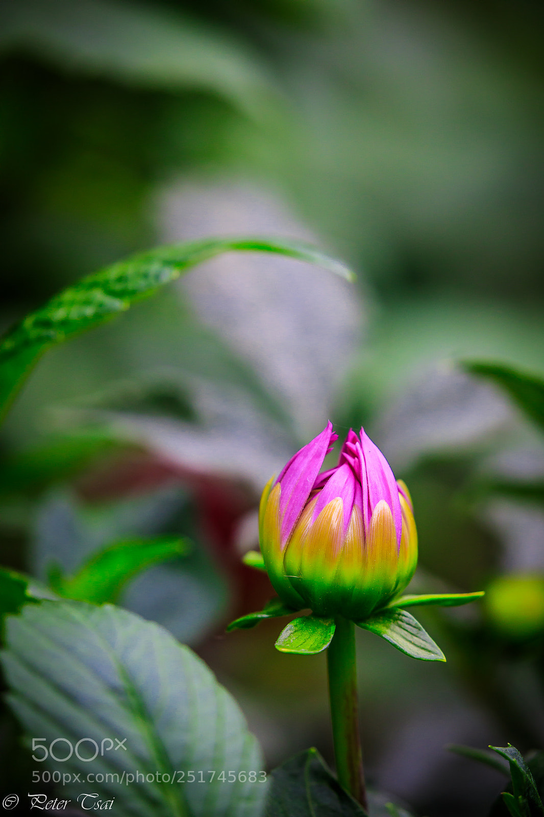 Canon EOS 5D Mark IV sample photo. Flower photography