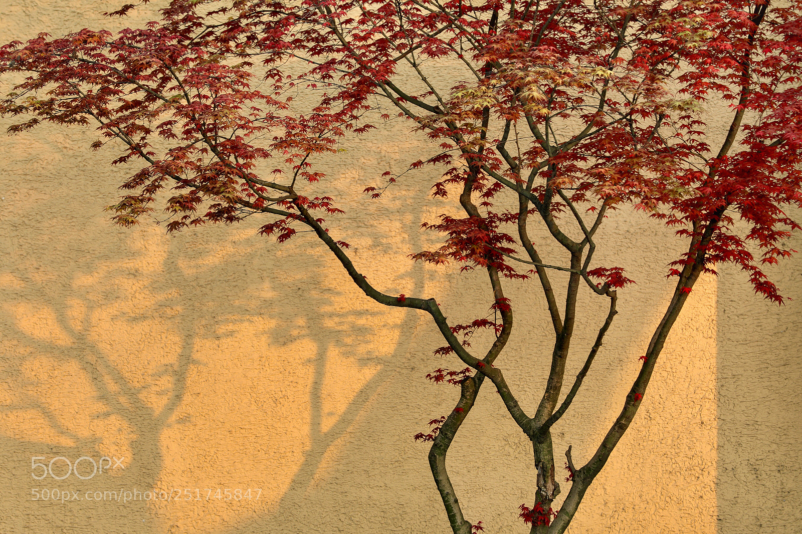 Canon EOS 5D Mark IV sample photo. 树影 photography