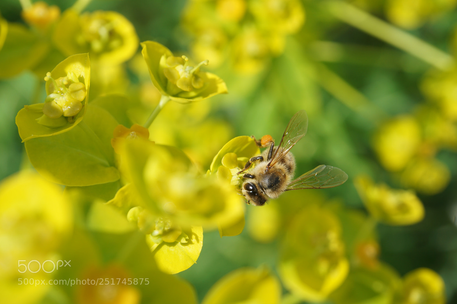 Sony a6000 sample photo. Spring time photography