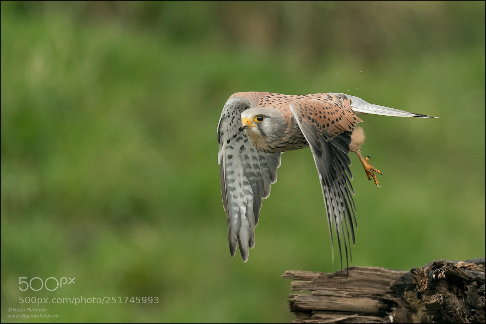 Nikon D5 sample photo. Falco tinnunculus photography