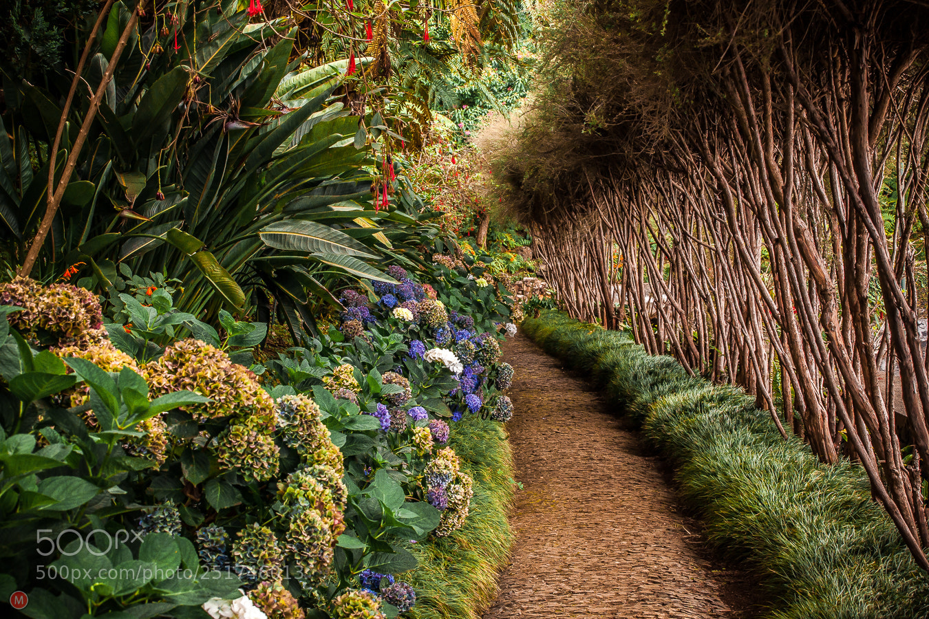 Canon EOS 5D Mark II sample photo. Monte palace tropical garden photography