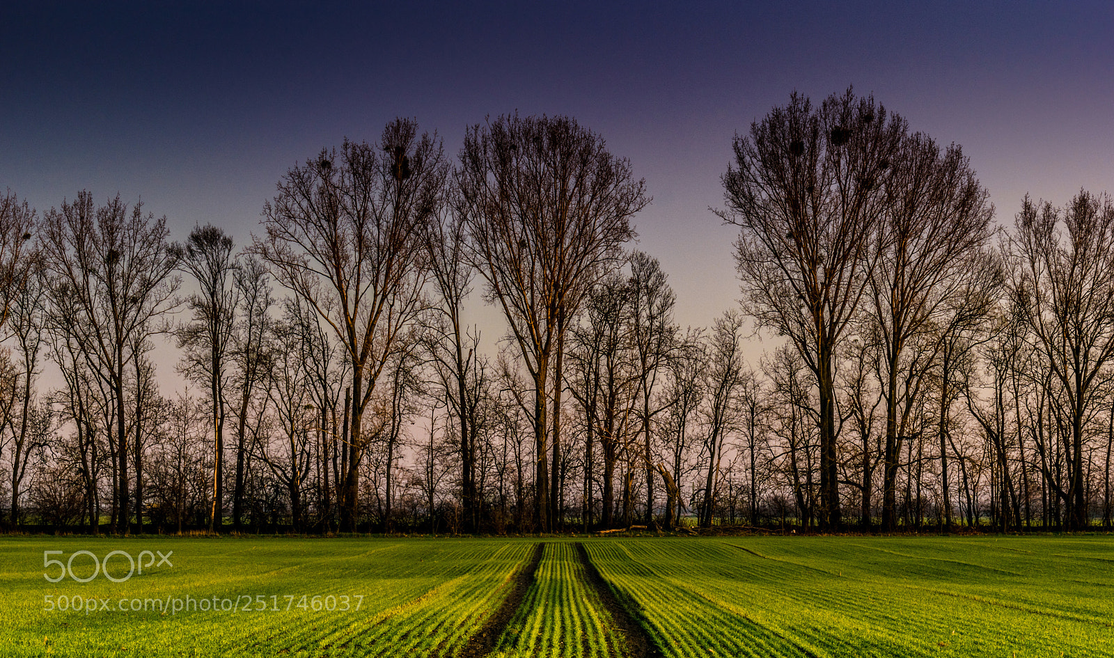 Nikon D3300 sample photo. Trees in purple sunset photography