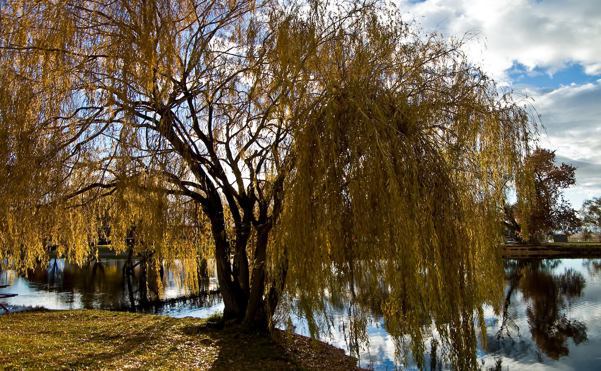 Pentax *ist DS sample photo. Willow - springtime photography