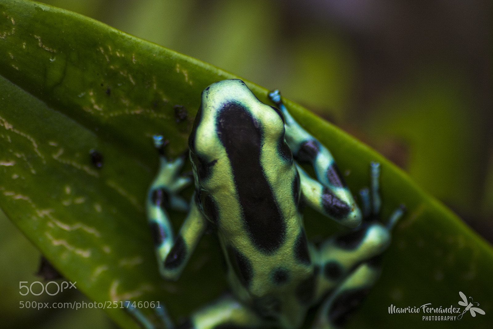 Nikon D7100 sample photo. Rana guerrillera photography