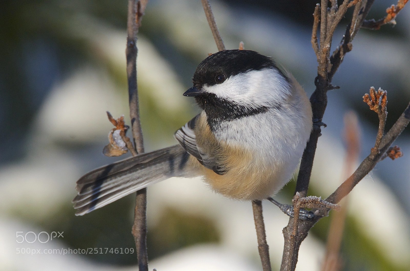 Nikon D7000 sample photo. Black-capped chickadee photography