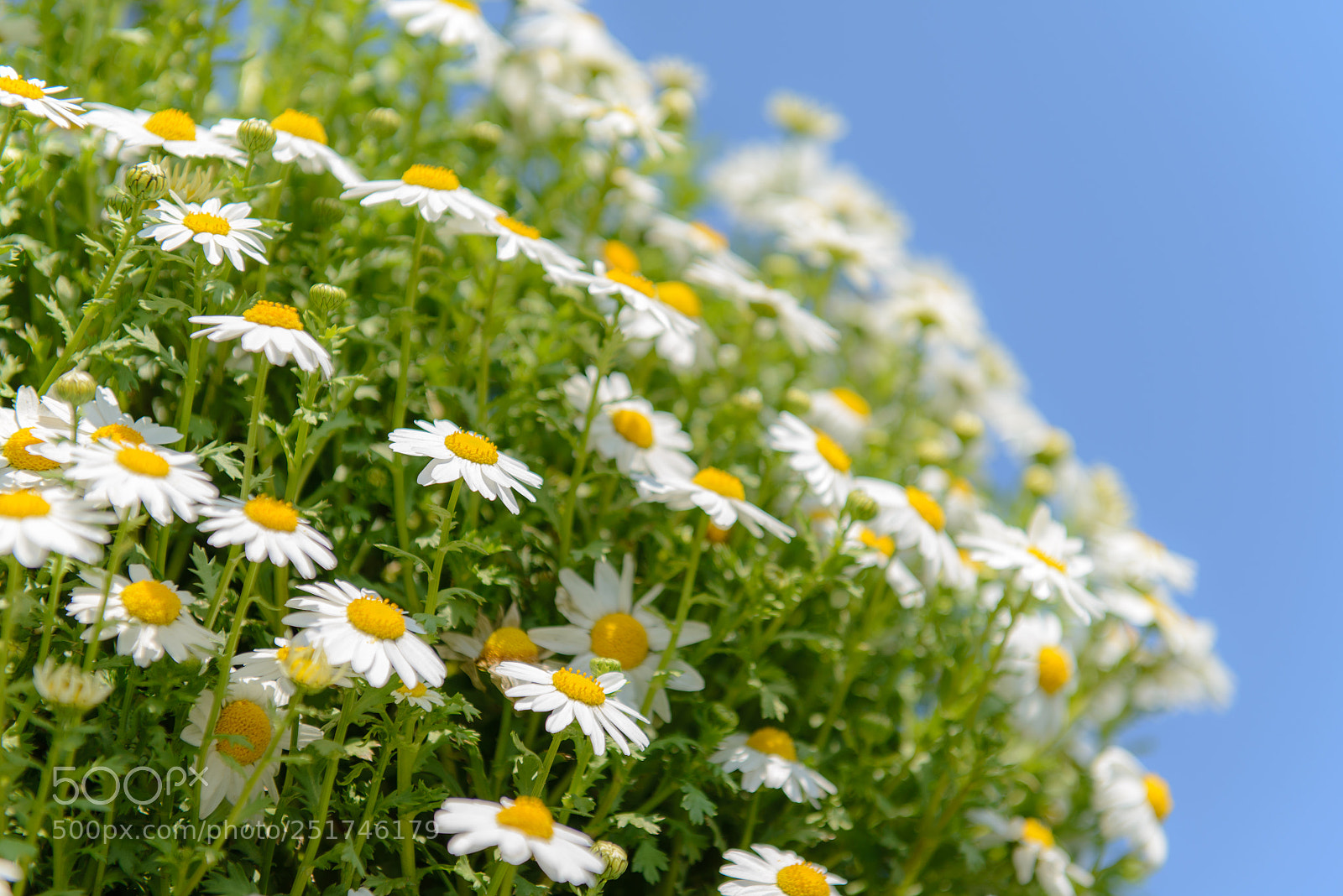 Nikon D600 sample photo. Spring has come photography