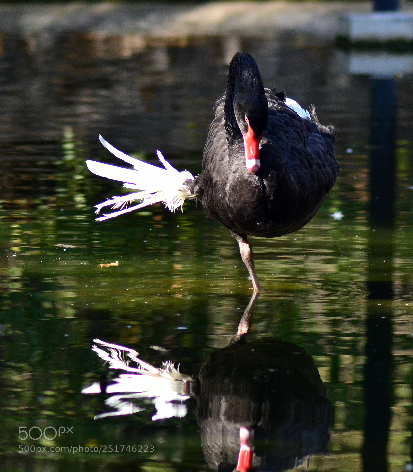 Nikon D3100 sample photo. Swan looking at reflection photography