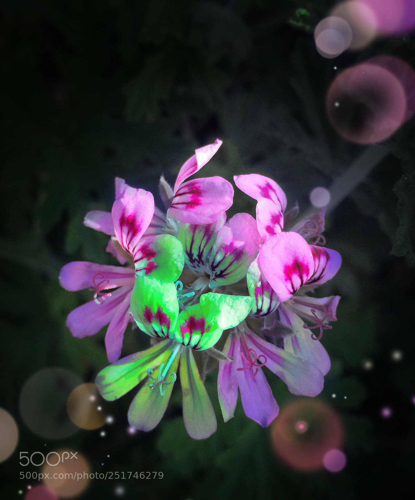 Apple iPhone 6 sample photo. Wild flowers  photography