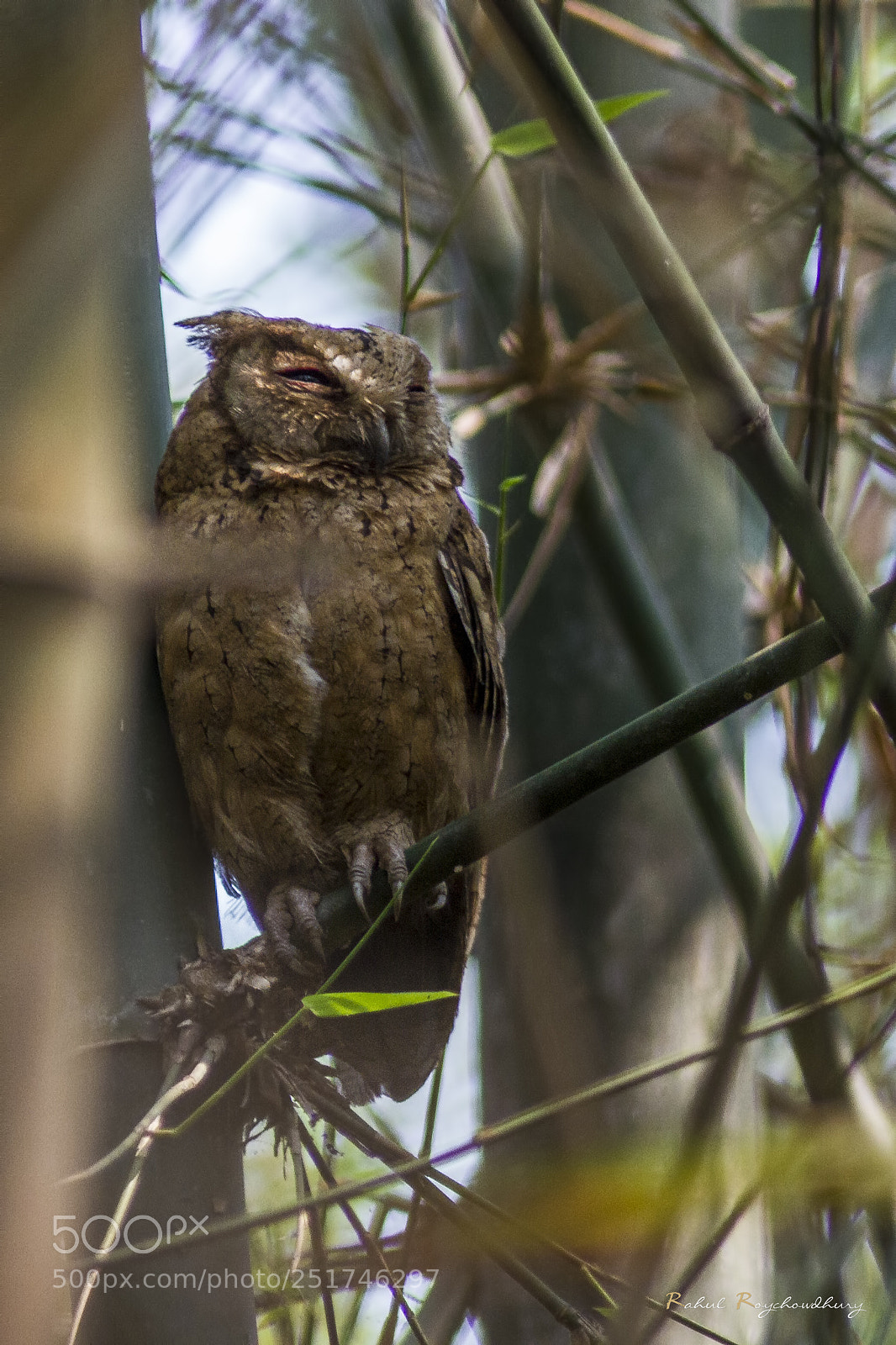 Canon EOS 7D sample photo. Indian scops owl photography
