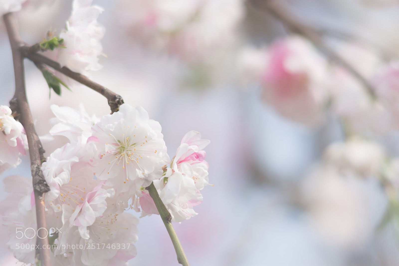 Nikon D7200 sample photo. Spring photography