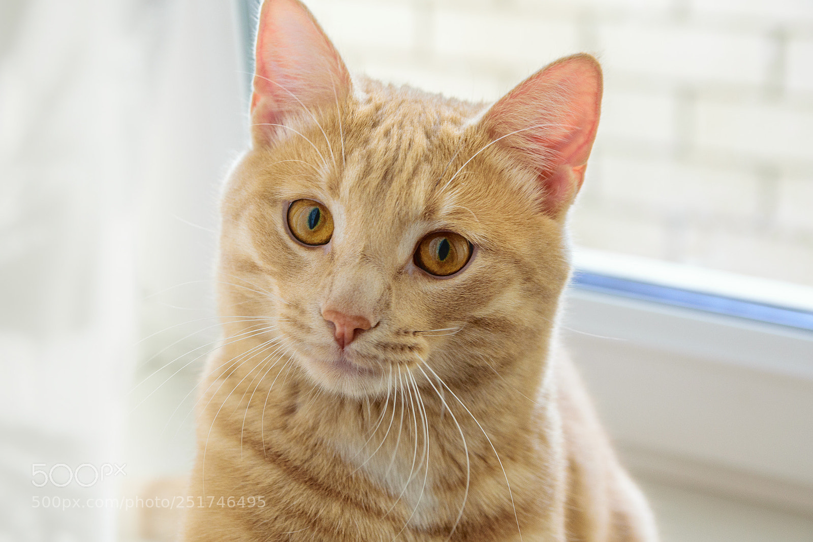 Nikon D5300 sample photo. Животный мир 1 photography
