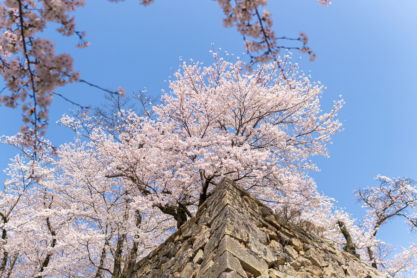 Sony a6500 sample photo. Sakura photography