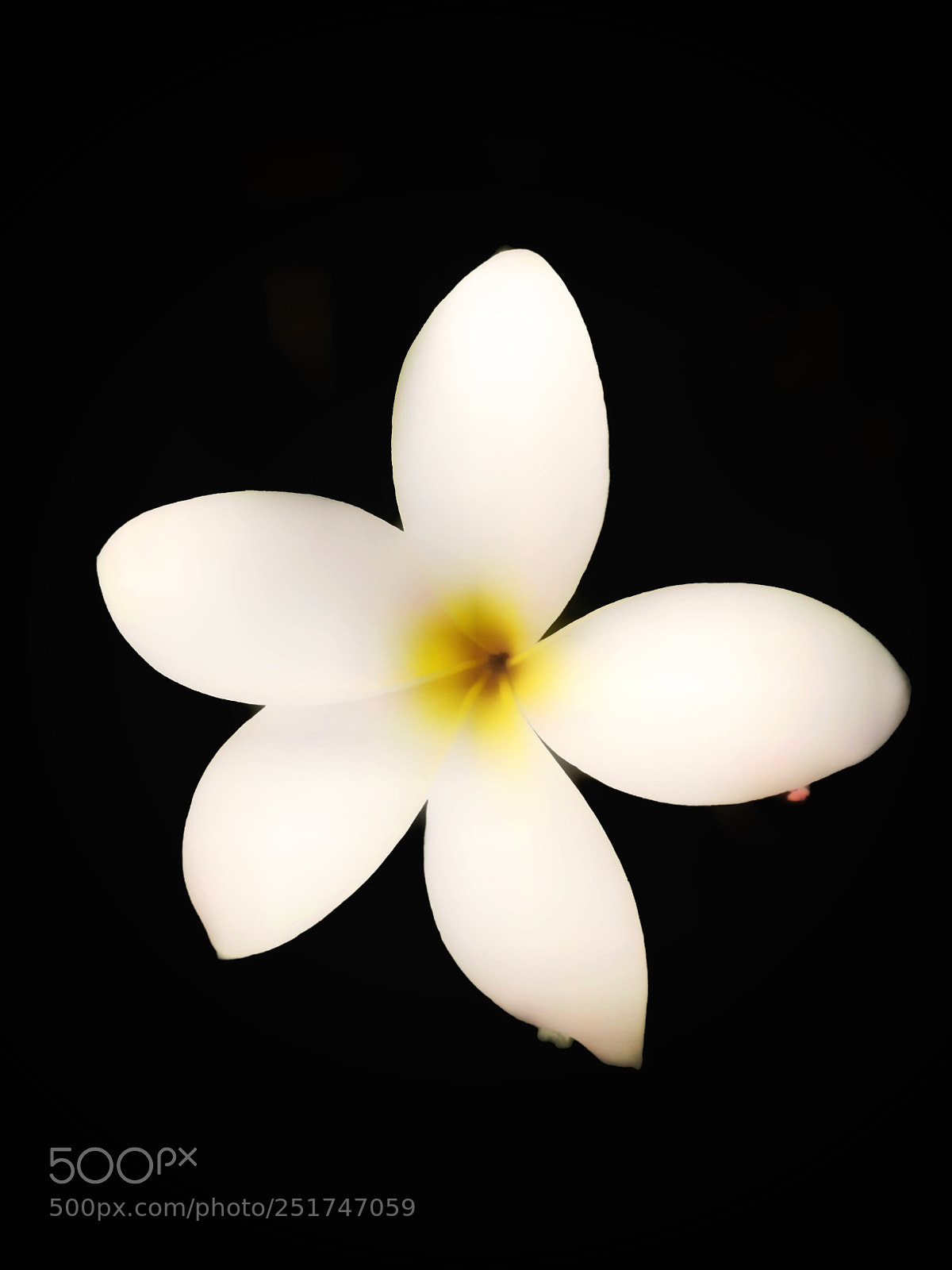Apple iPhone 7 Plus sample photo. Flower photography