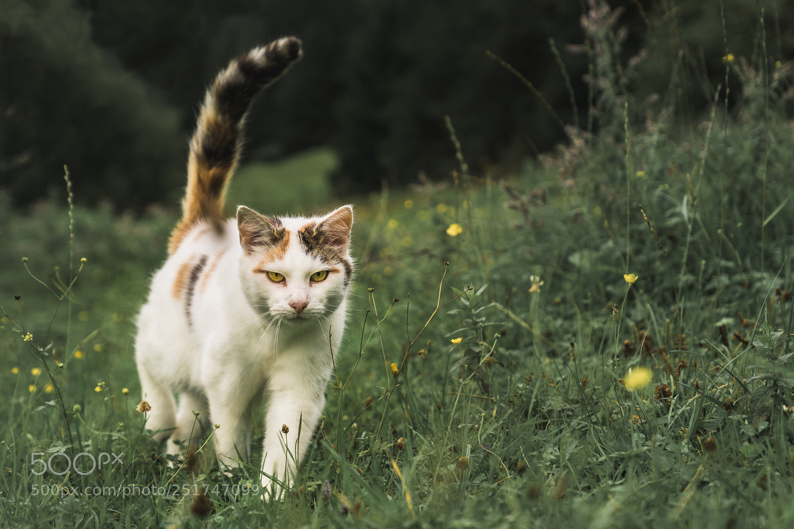 Sony ILCA-77M2 sample photo. Cat photography