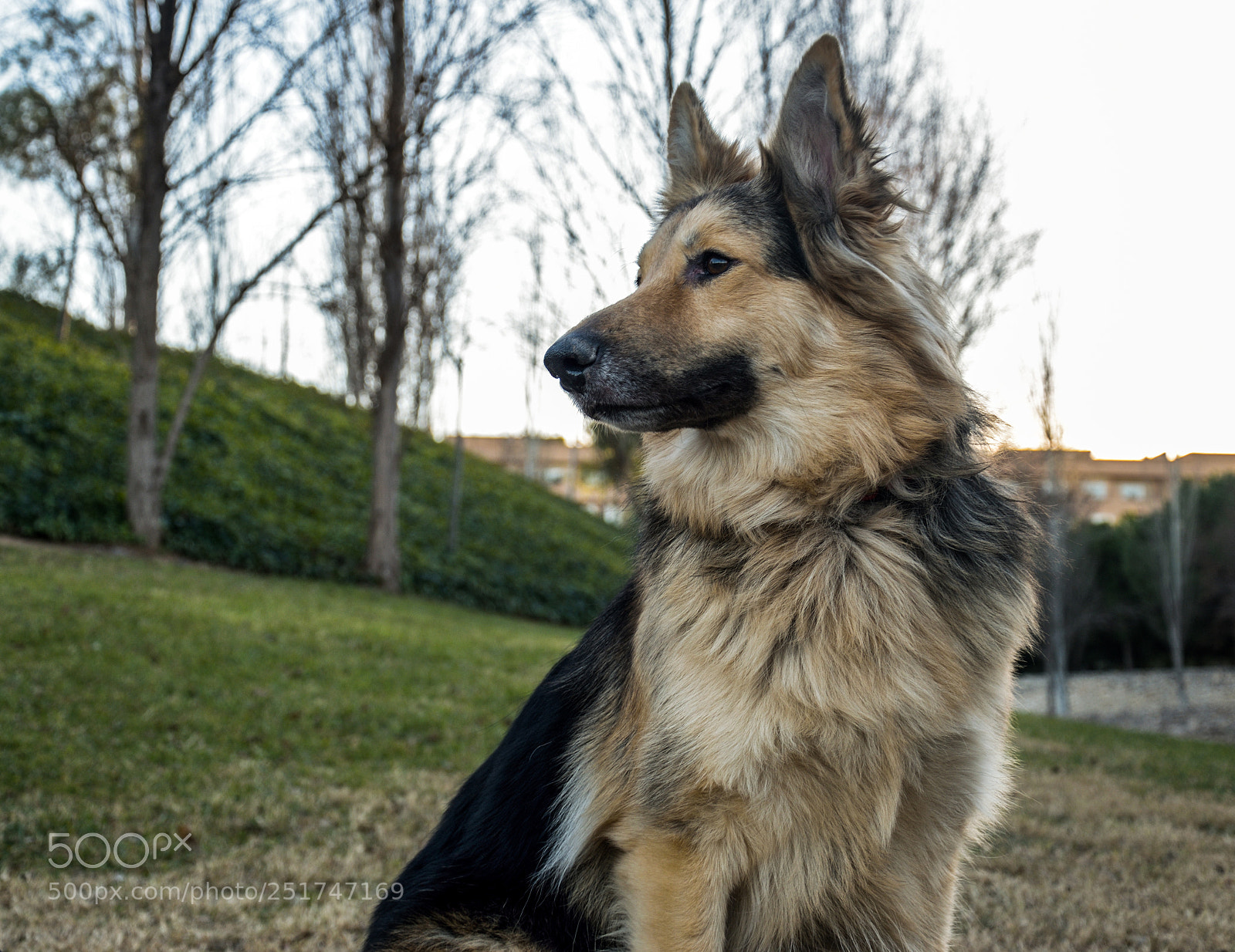Nikon D3300 sample photo. Walk with my best photography