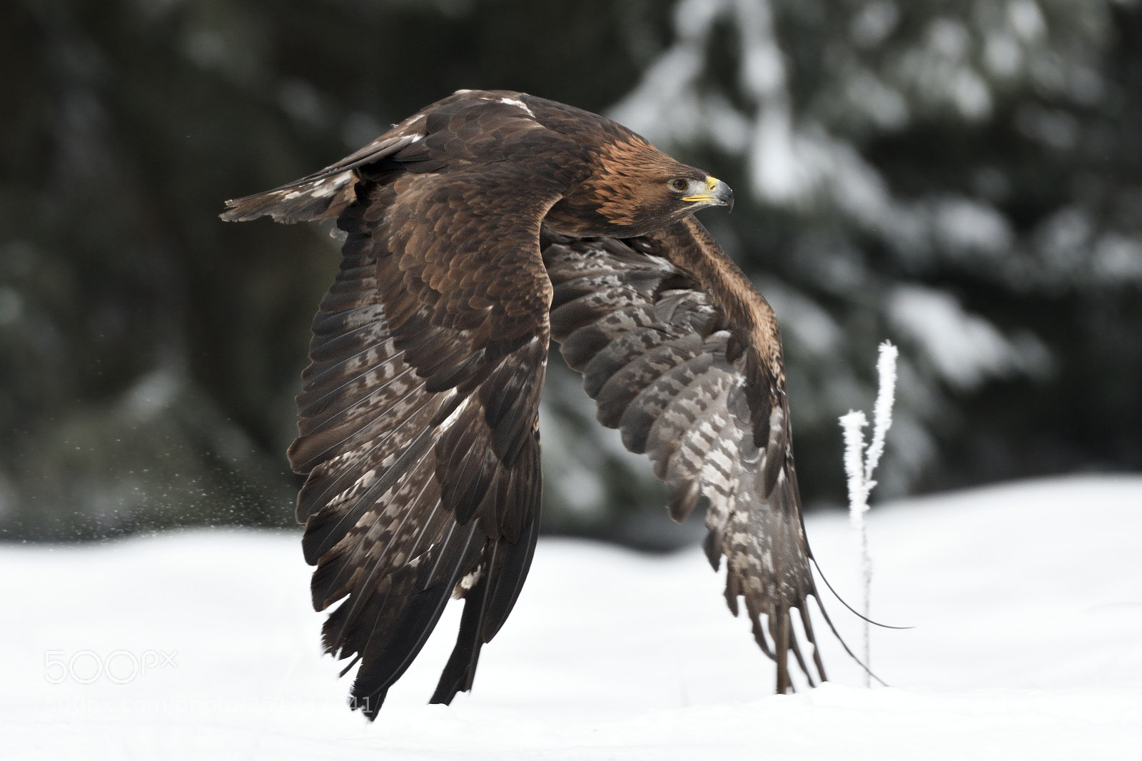 Nikon AF-S Nikkor 200-500mm F5.6E ED VR sample photo. Golden eagle photography