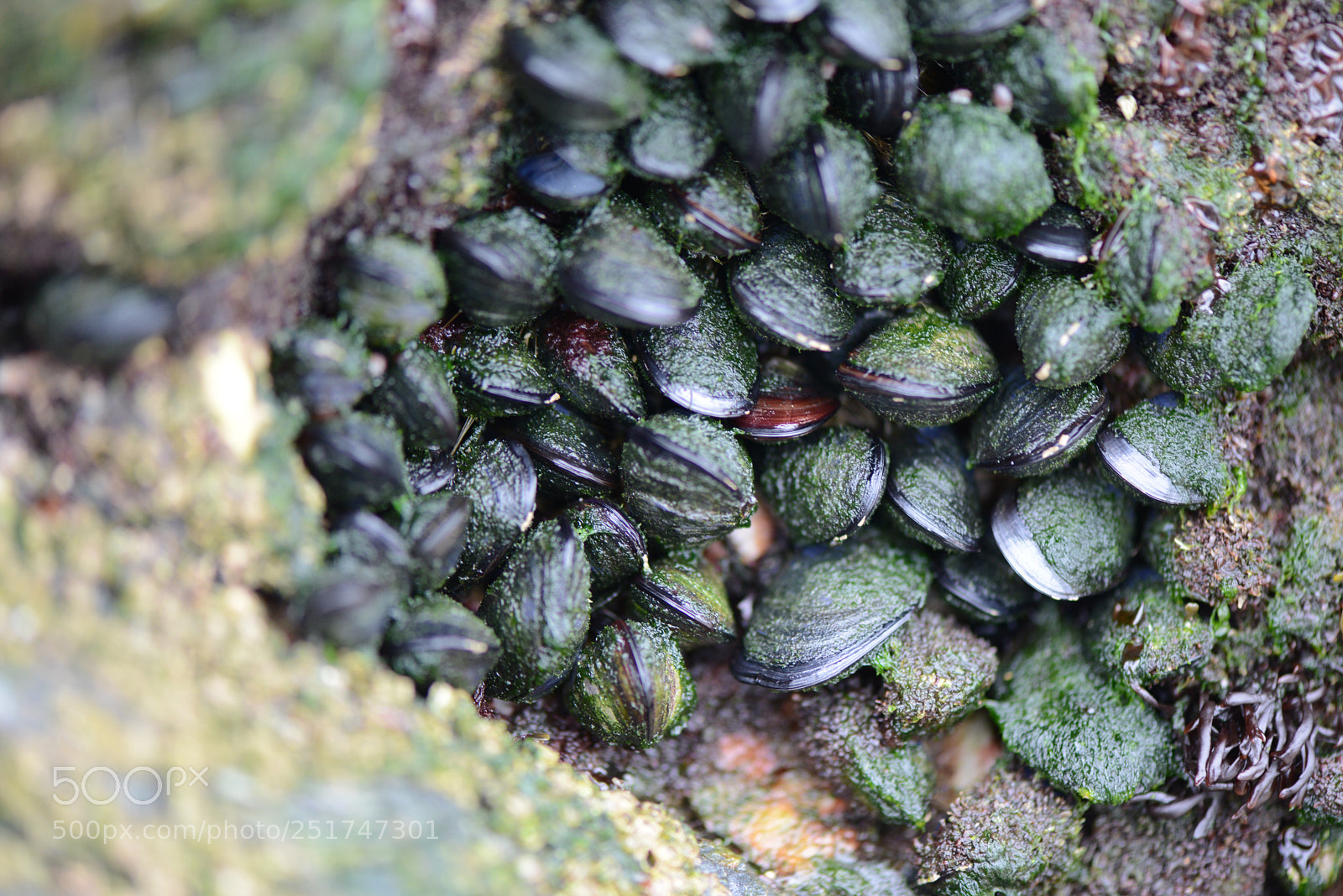 Nikon D800 sample photo. Muscles photography