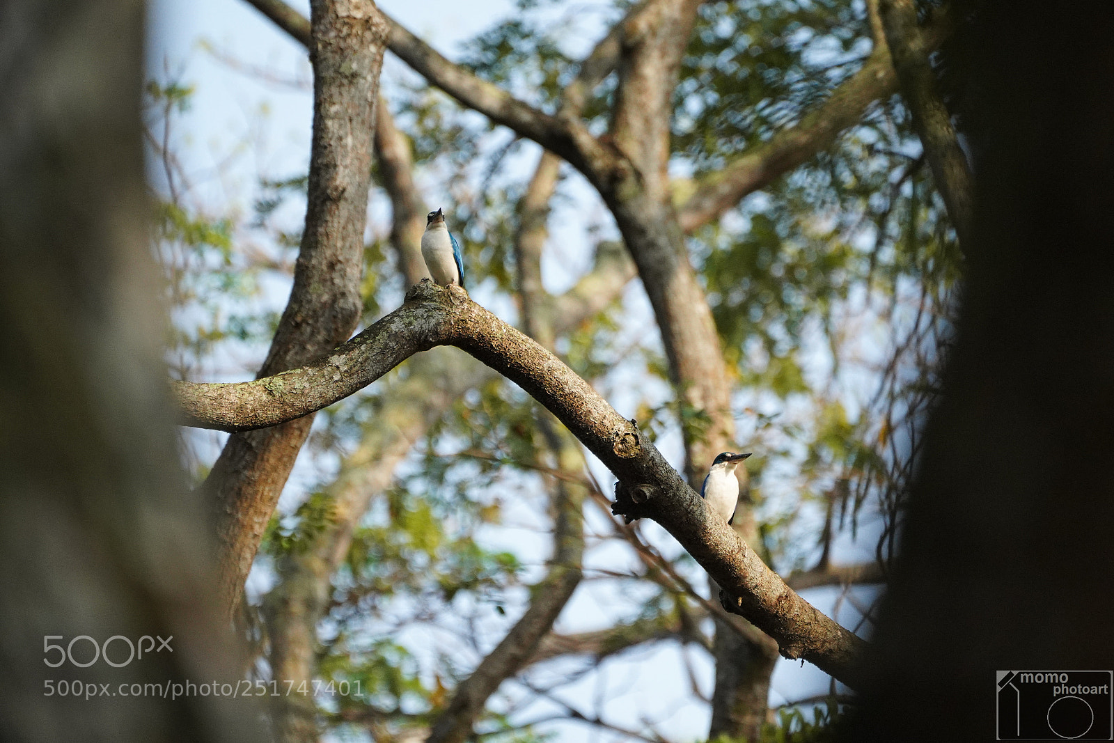 Sony a7 III sample photo. Bird watch photography