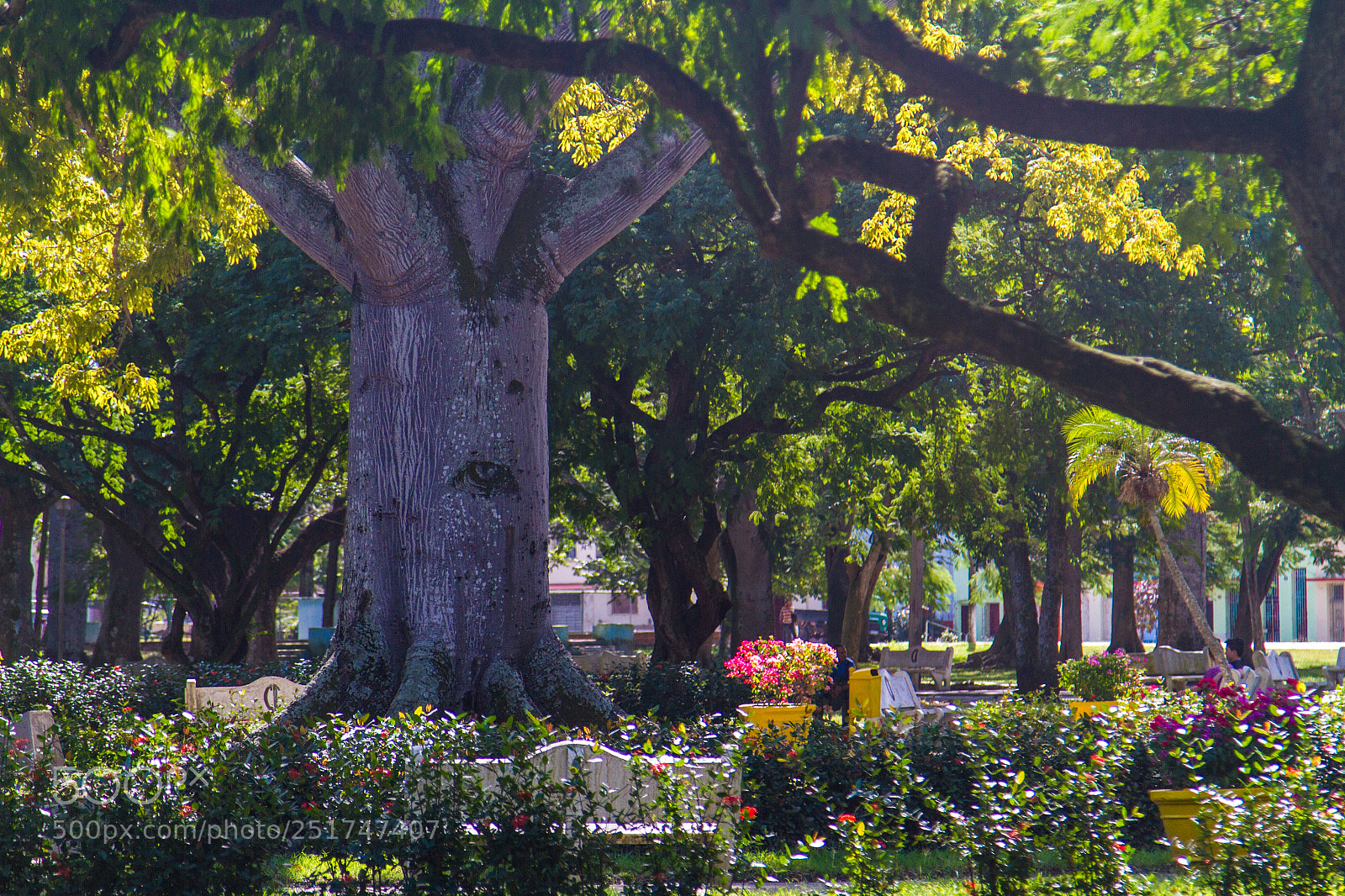 Canon EOS 7D sample photo. Tree is watching you photography