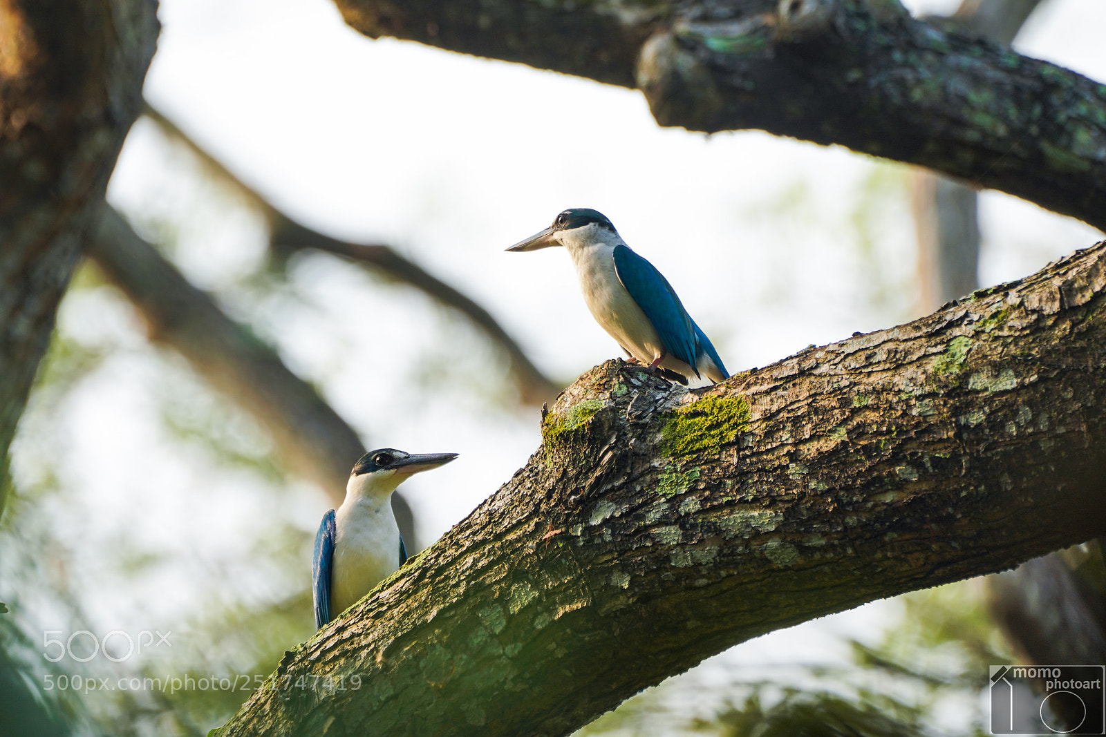 Sony a7 III sample photo. Dsc photography