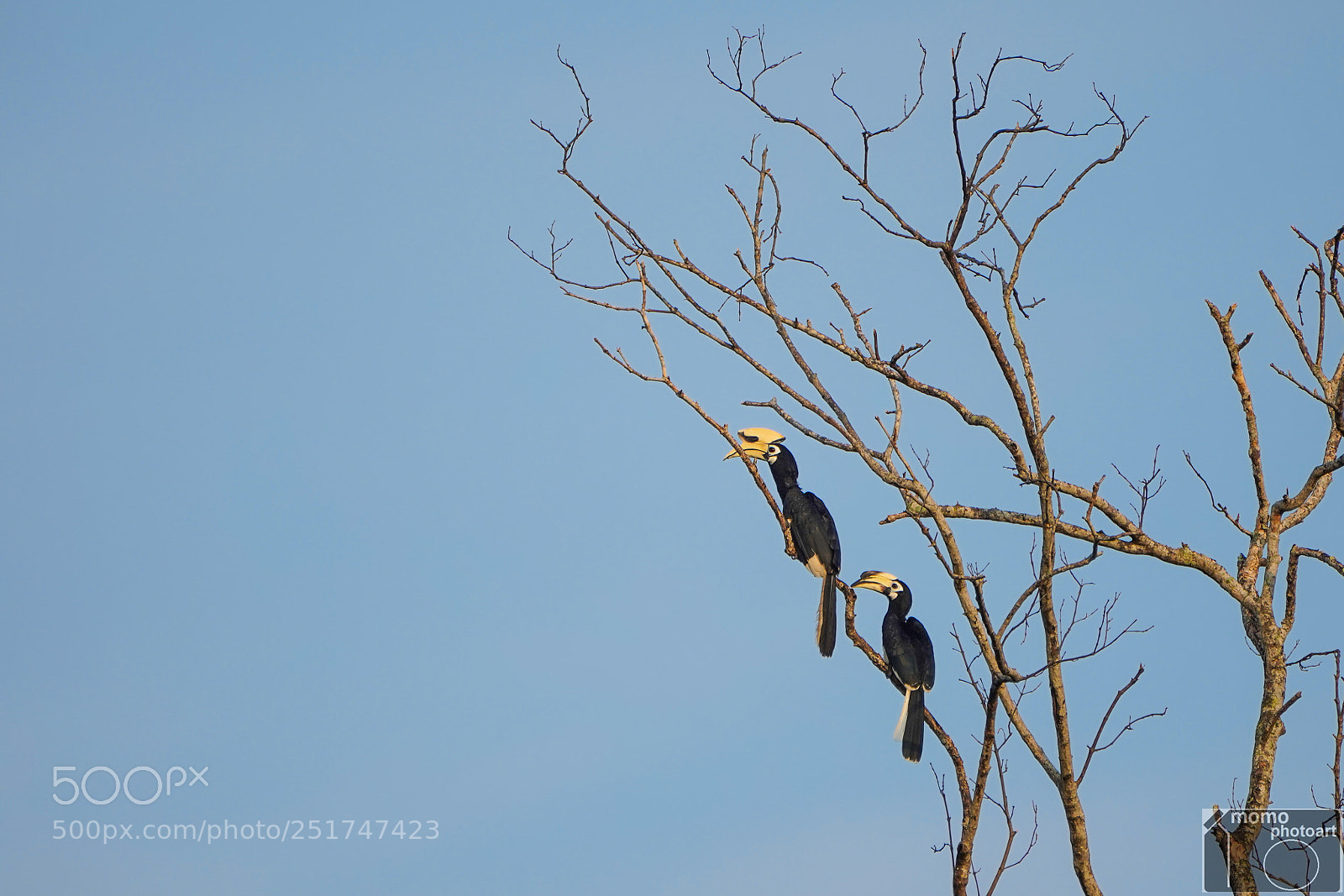 Sony a7 III sample photo. Hornbill couple photography