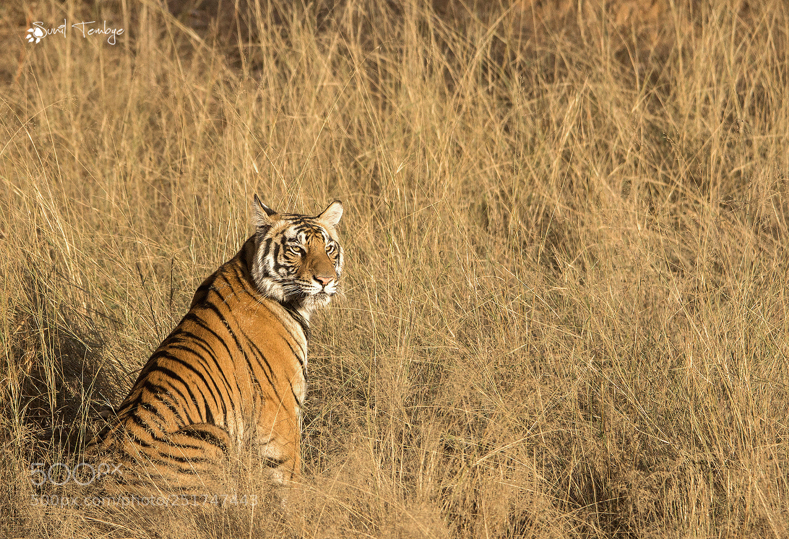 Canon EOS 60D sample photo. Tiger, bandhavgarh photography