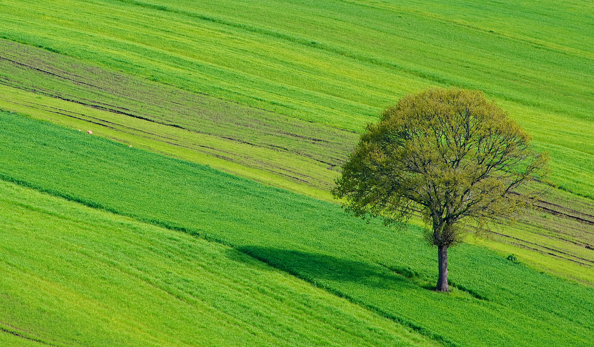 smc PENTAX-DA L 55-300mm F4-5.8 ED sample photo. Green photography