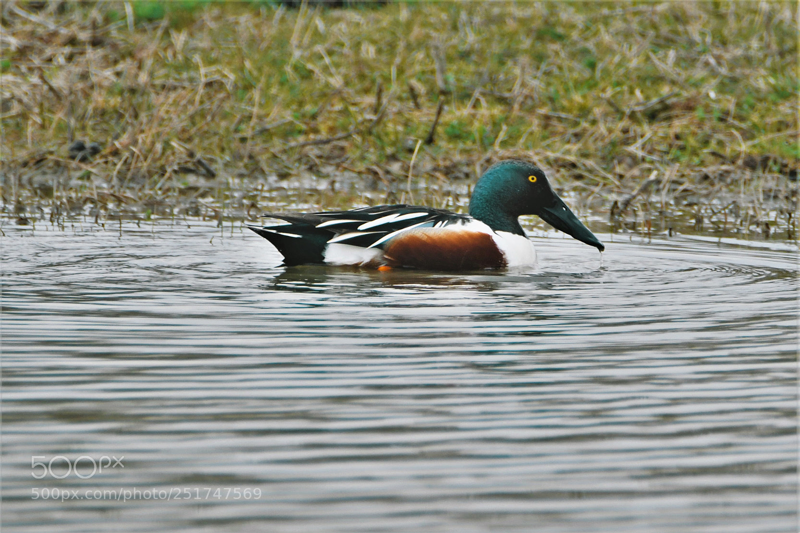 Nikon D7500 sample photo. Shoveler - male photography