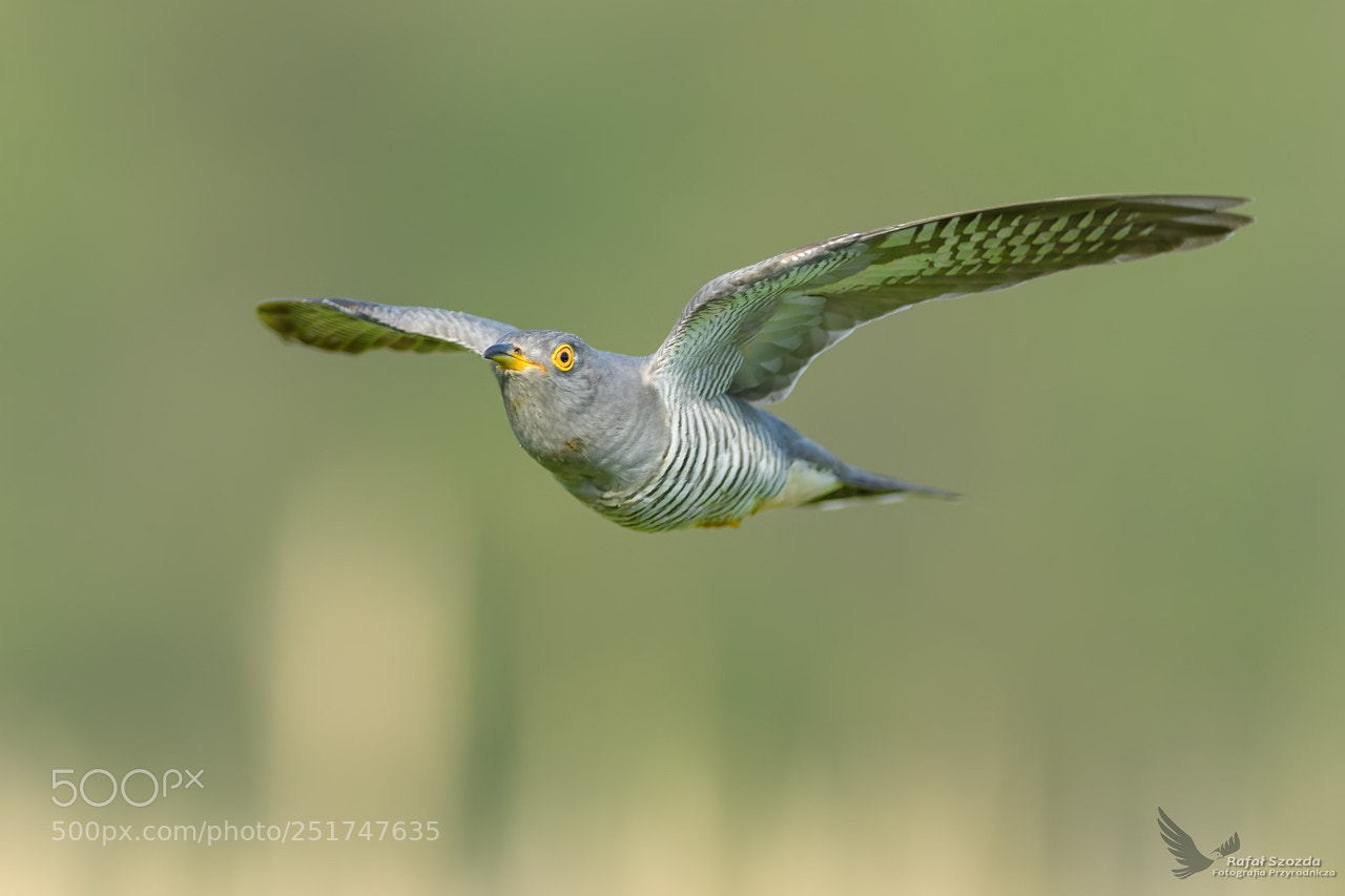 Nikon D500 sample photo. Kuku ka, common cuckoo photography