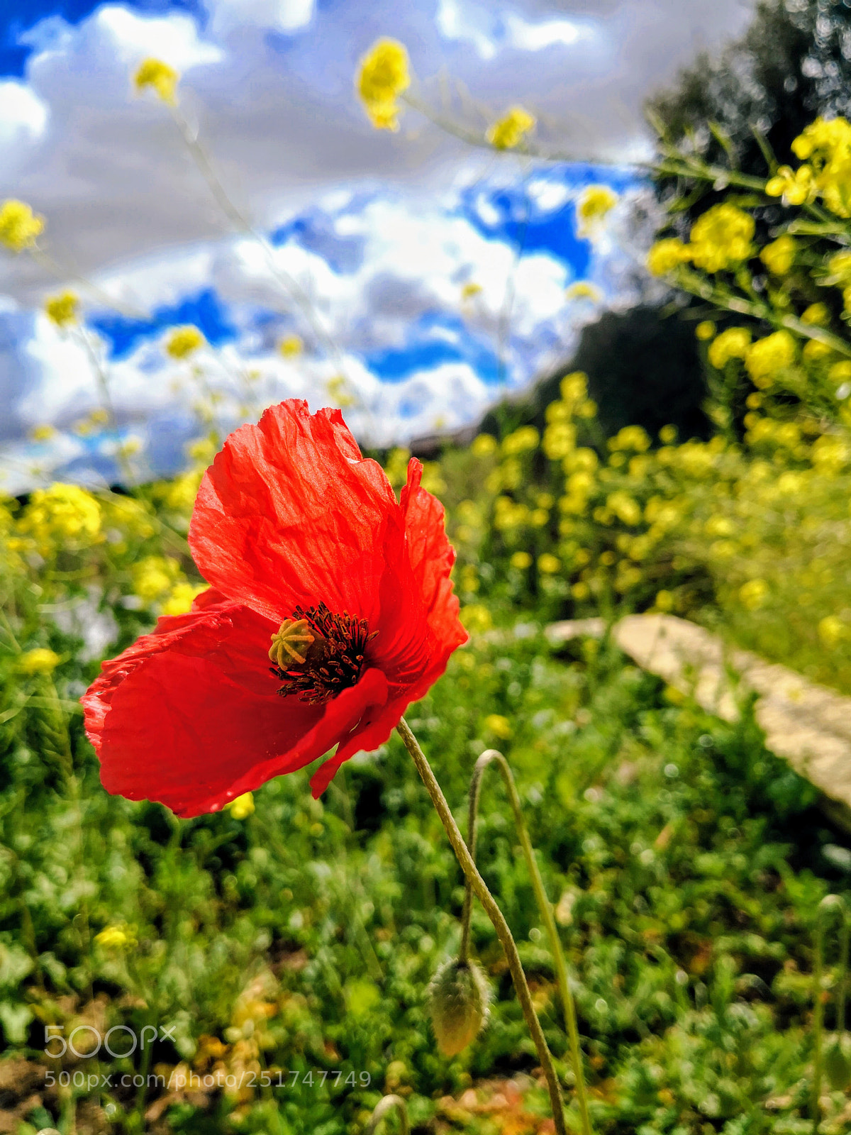 HUAWEI Mate 10 sample photo. Rojo alegria photography