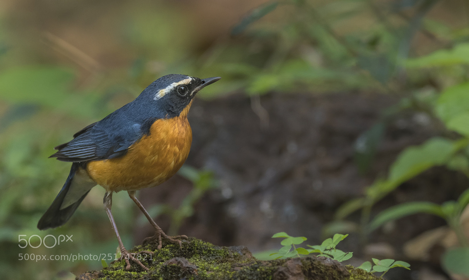Nikon D500 sample photo. Indian blue robin photography
