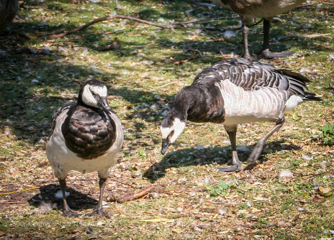 Canon EOS 20D sample photo. Barnacle geese photography