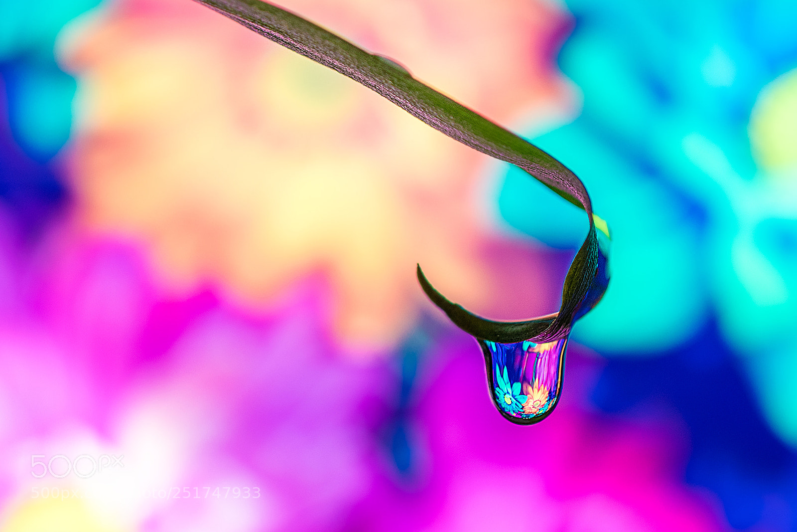 Nikon D5300 sample photo. Flowers in a drop photography