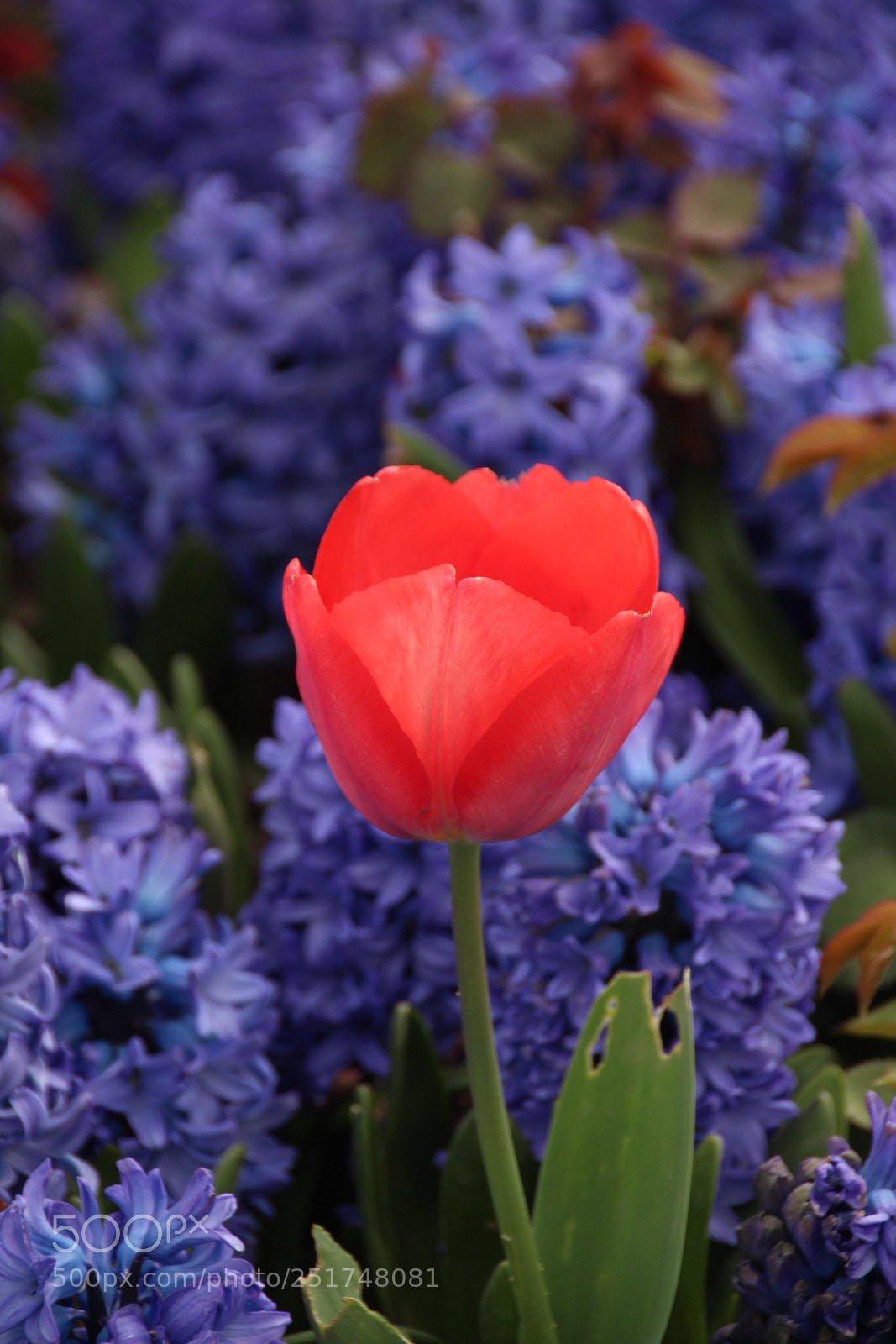 Canon EOS 1300D (EOS Rebel T6 / EOS Kiss X80) sample photo. Single but not alone photography