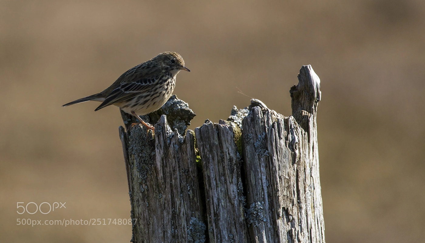 Canon EOS 70D sample photo. Mistle thrush photography
