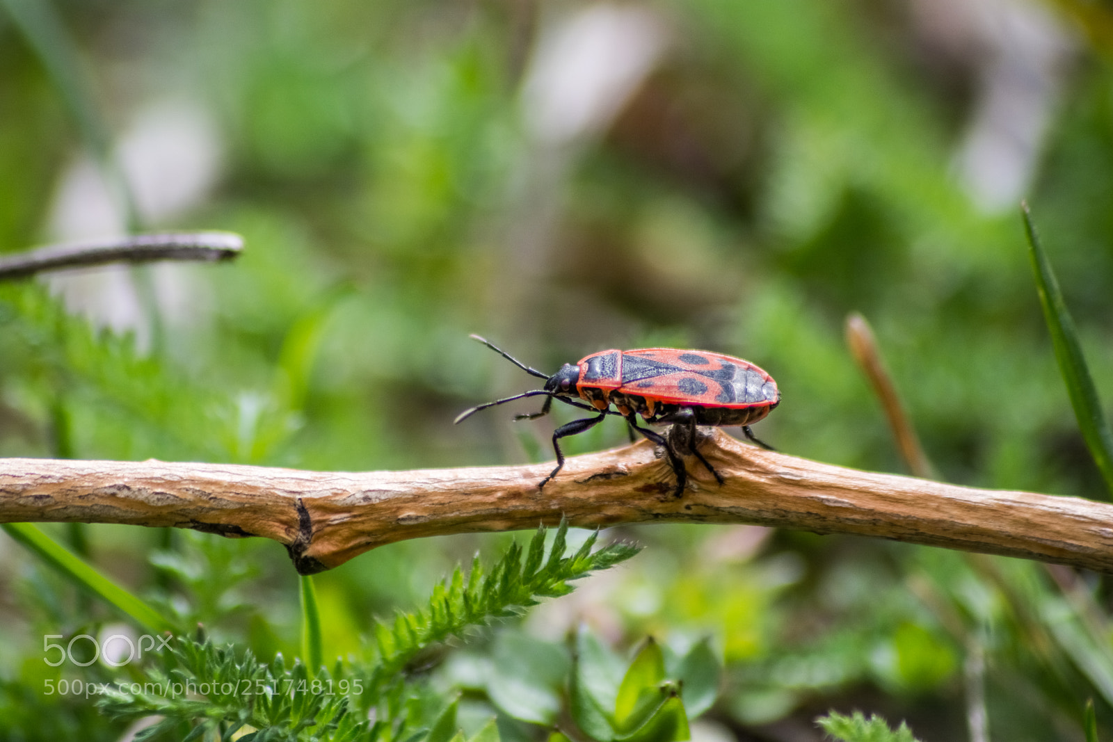 Nikon D5200 sample photo. My first 12 photos photography