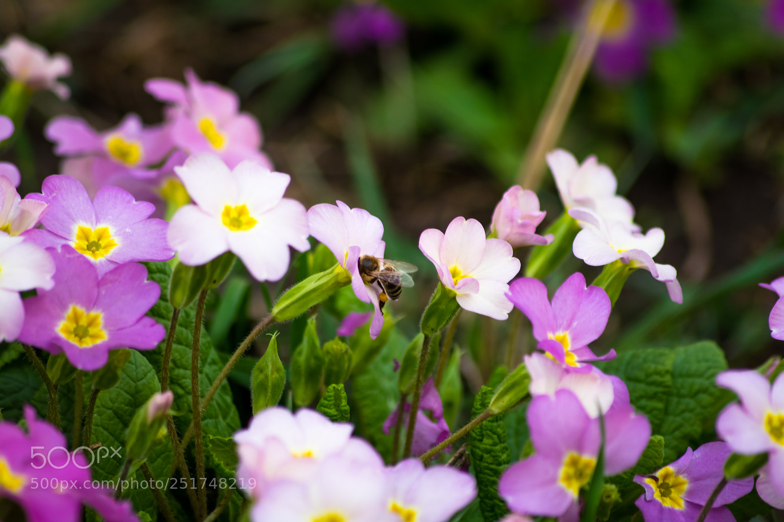 Nikon D5200 sample photo. My first 12 photos photography