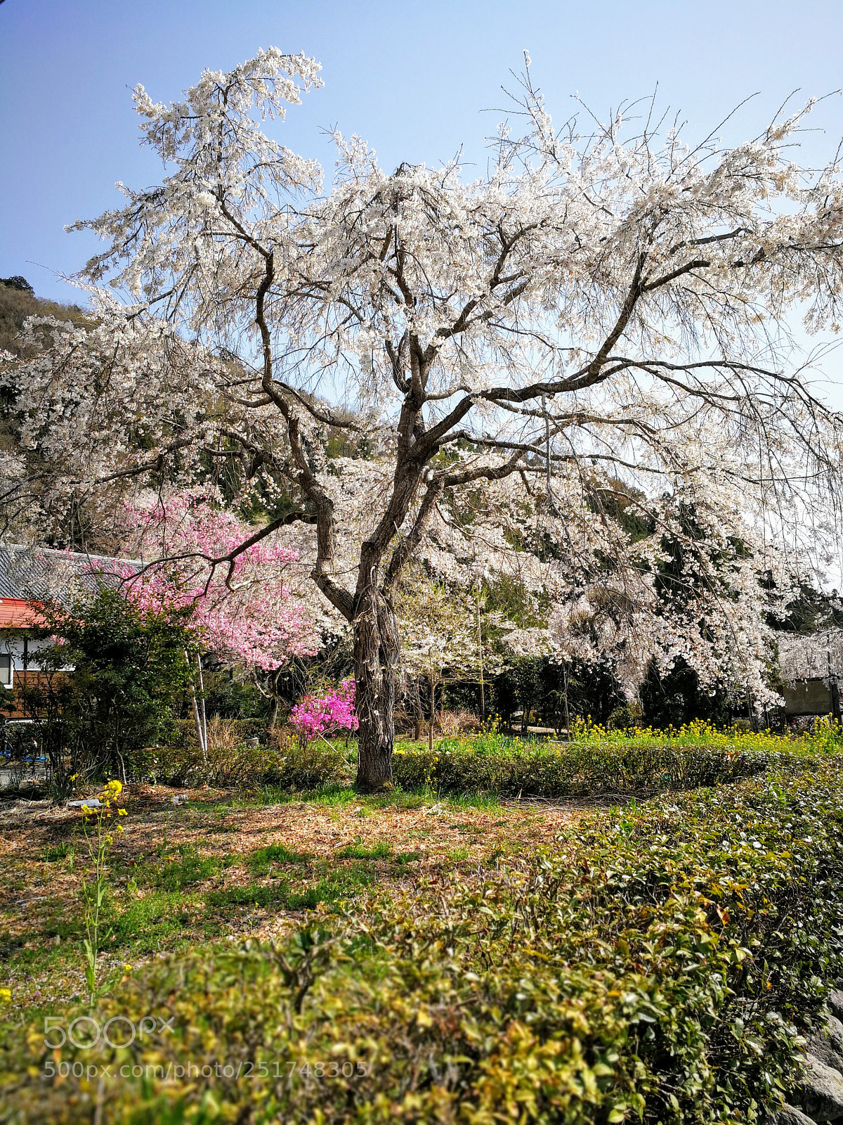 HUAWEI Mate 9 sample photo. 法善寺のしだれ桜 photography