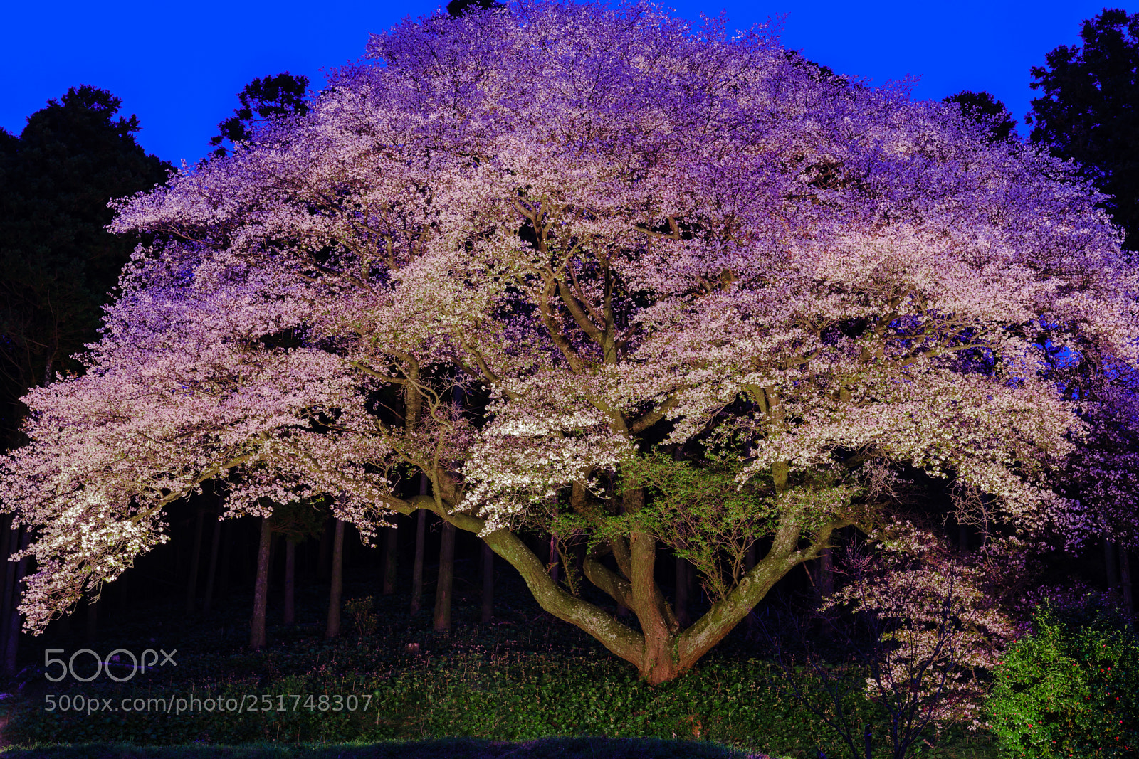Sony a7 III sample photo. The solitary sakura photography