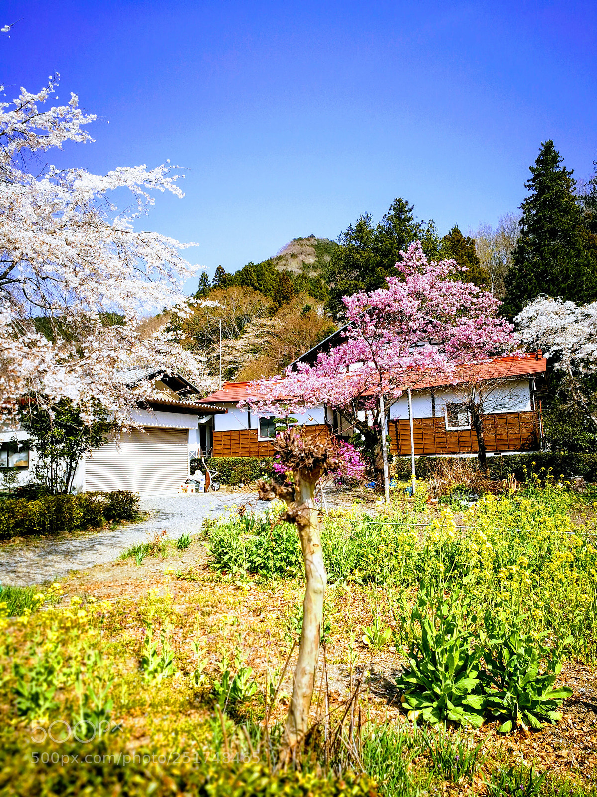 HUAWEI Mate 9 sample photo. 法善寺のしだれ桜 photography