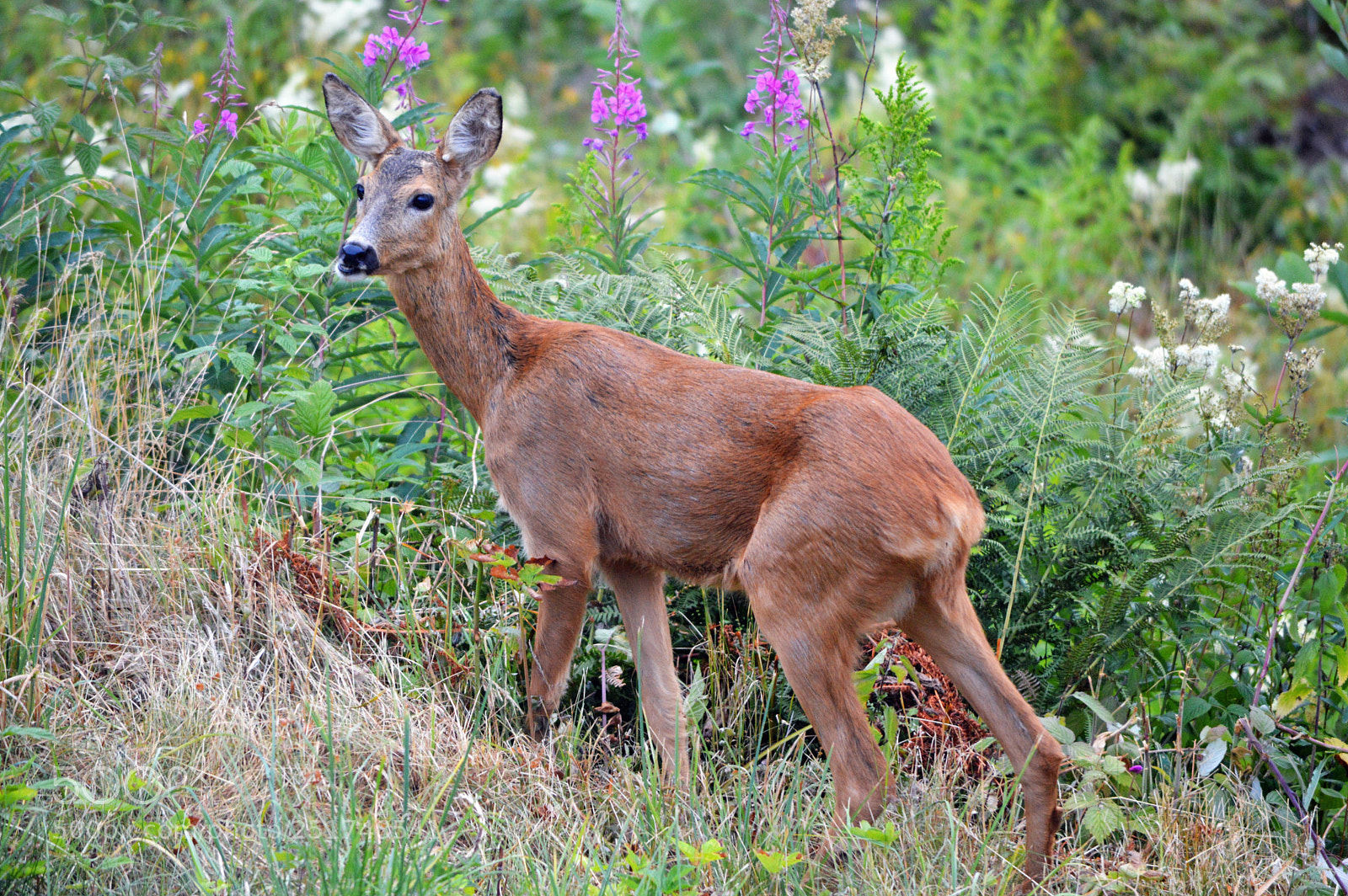 Nikon D3200 sample photo. European roe deer capreolus photography