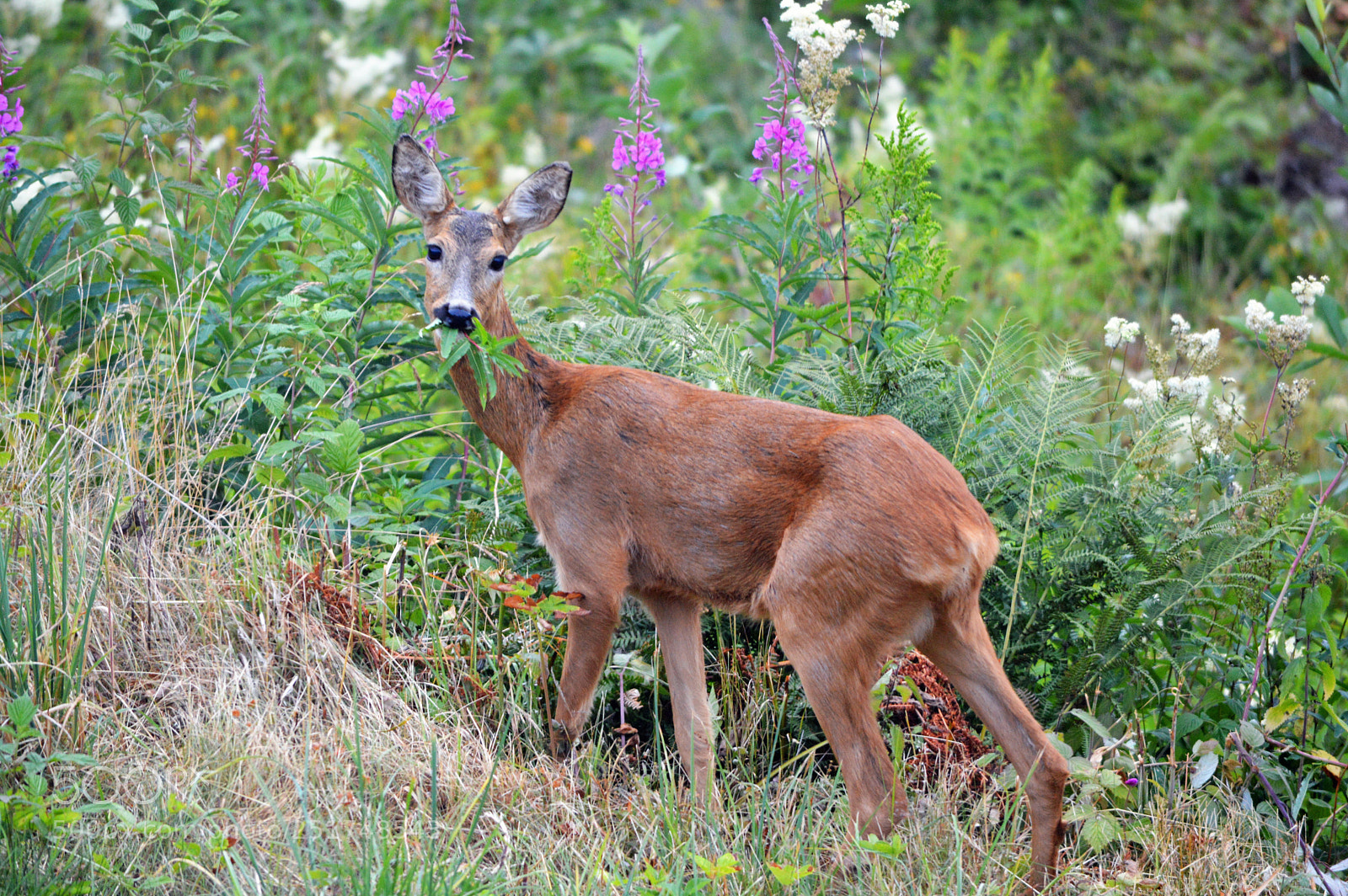 Nikon D3200 sample photo. European roe deer capreolus photography