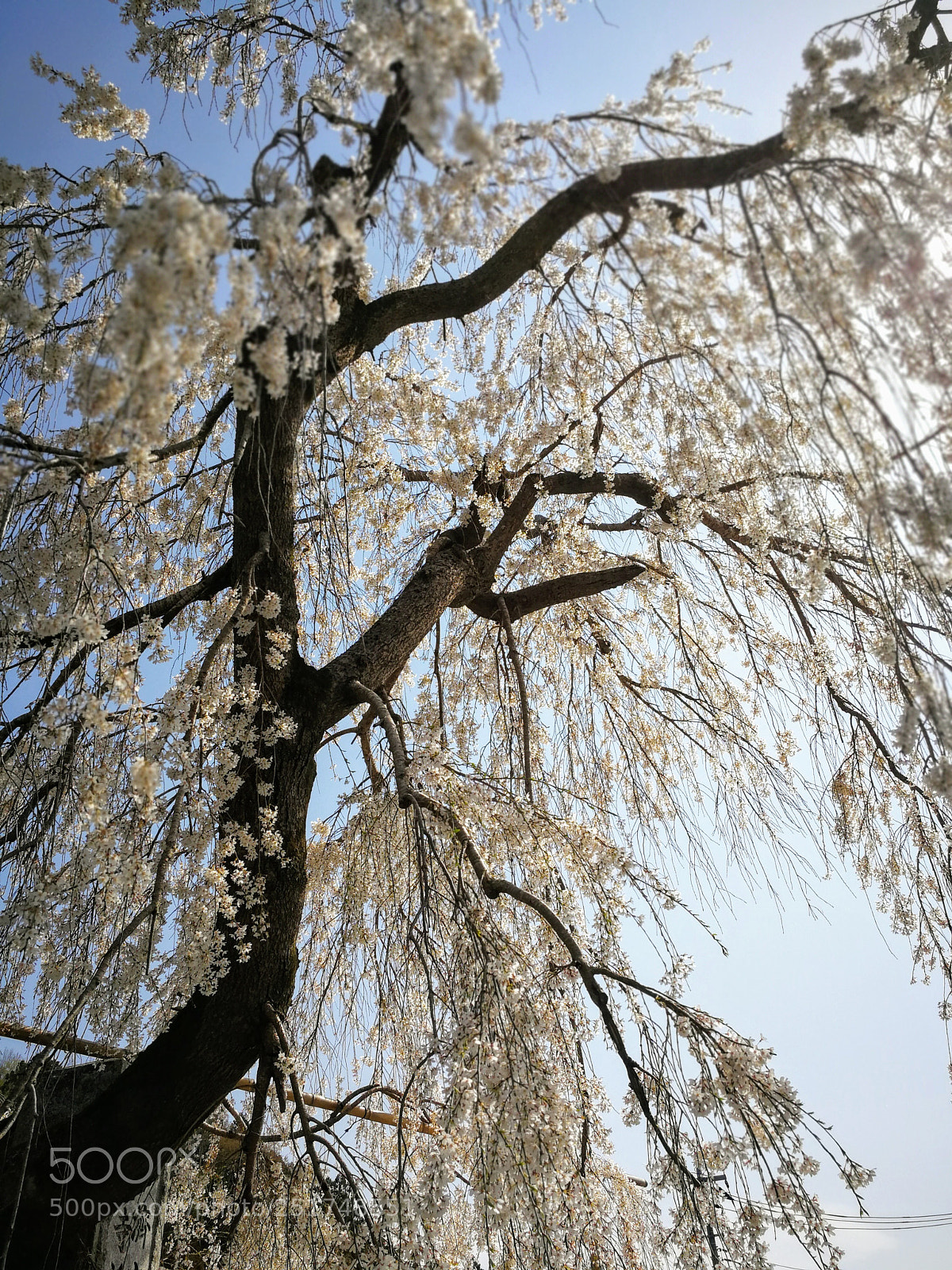 HUAWEI Mate 9 sample photo. 法善寺のしだれ桜 photography