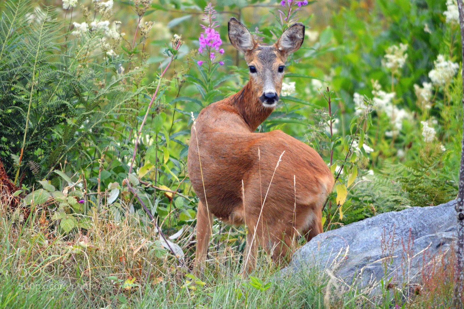 Nikon D3200 sample photo. European roe deer capreolus photography